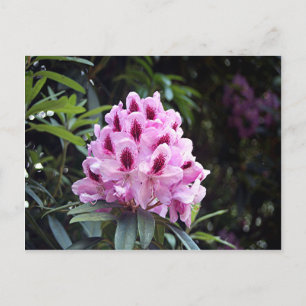 Pale pink rhododendron flower postcard