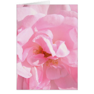 pale pink rose petals