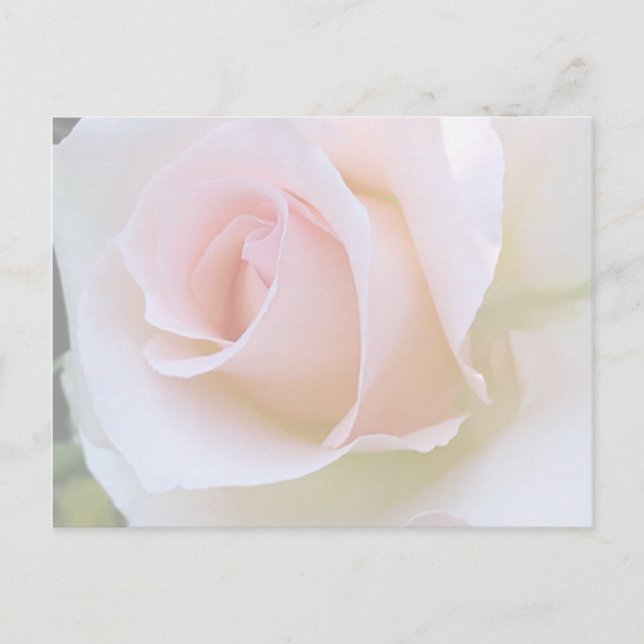 pale pink rose postcard (Front)