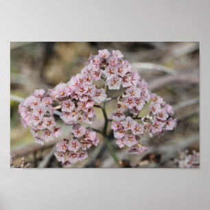 Pale Pink Sea Lavender Papierblom Flowers Floral Poster