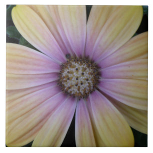 Pale Pink Sunflower Ceramic Tile
