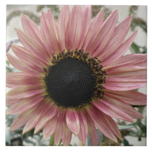 Pale Pink Sunflower Ceramic Tile
