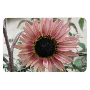 Pale Pink Sunflower Magnet