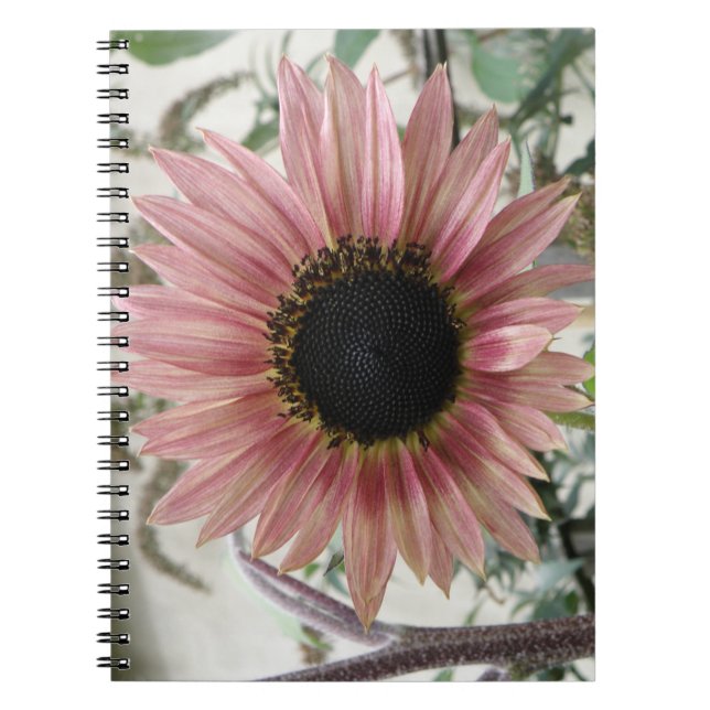 Pale Pink Sunflower Notebook (Front)