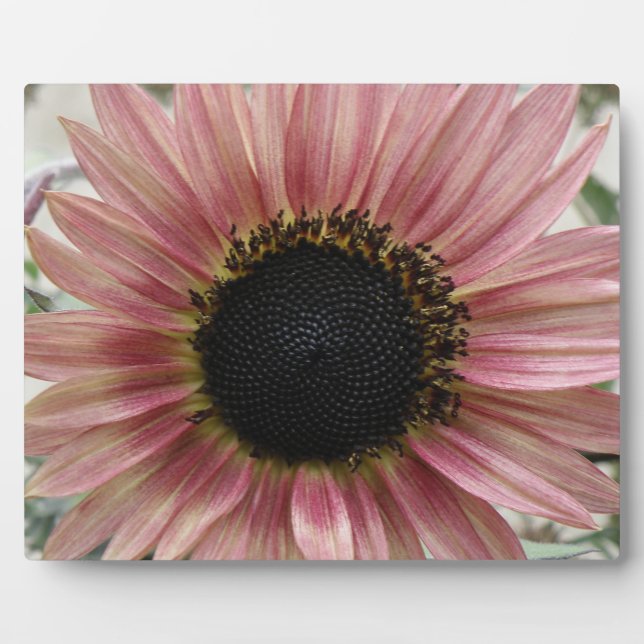 Pale Pink Sunflower Plaque (Front)