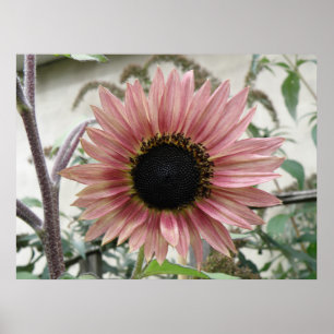 Pale Pink Sunflower Poster