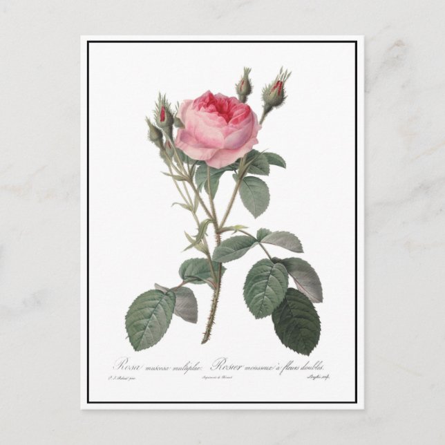 Pale pink vintage roses painting postcard (Front)