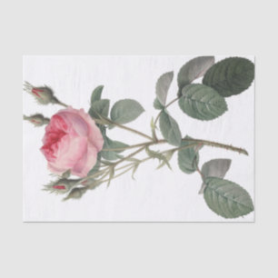 Pale pink vintage roses painting tissue paper