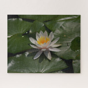 Pale Pink Waterlily Jigsaw Puzzle