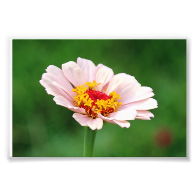 Pale Pink Zinnia Photo Print (Front)