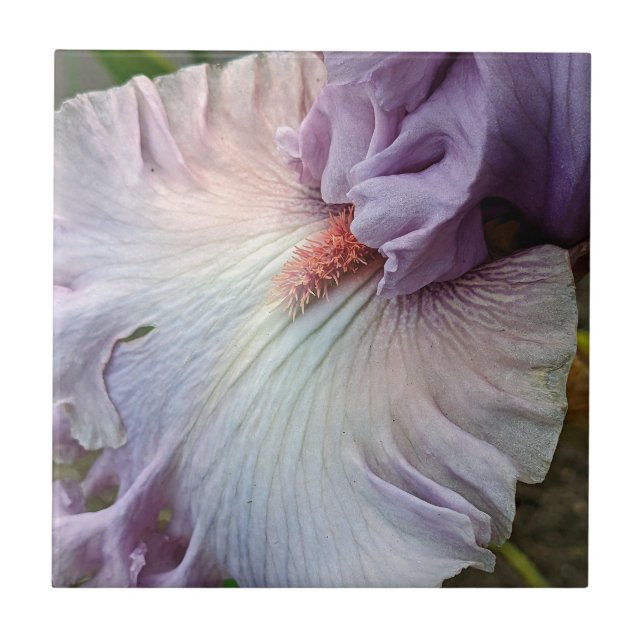 Pale Purple Bearded Iris Floral Ceramic Tile (Front)