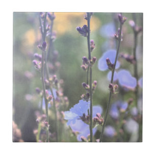 Pale Purple Blue Chicory Plant Flowers Ceramic Tile