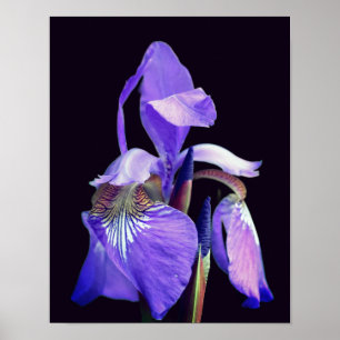 Pale Purple Blue Flag Iris Flower Poster