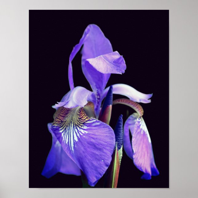 Pale Purple Blue Flag Iris Flower Poster (Front)