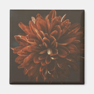 Pale Red Chrysanthemum Flower Magnet