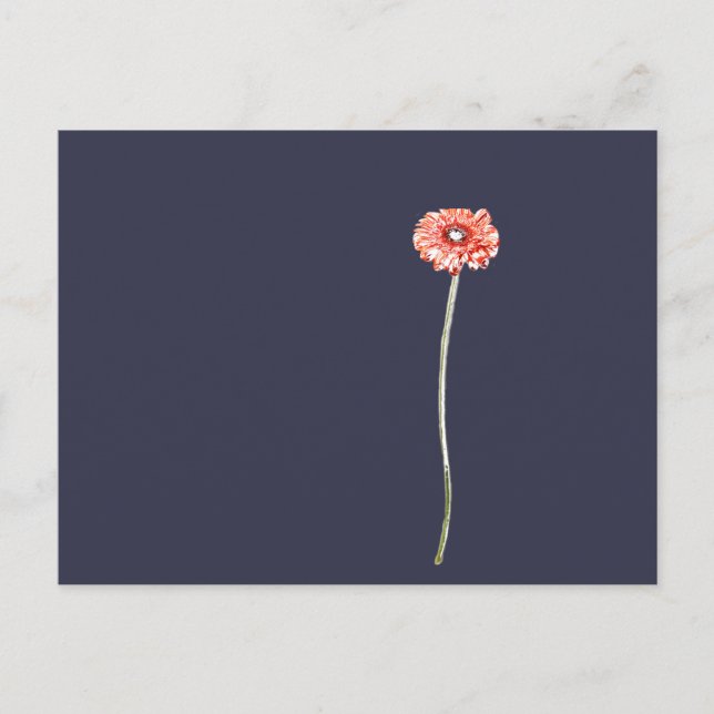 Pale Red Gerbera Flower Postcard (Front)