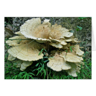 Pale Shelf Fungus Coordinating Items