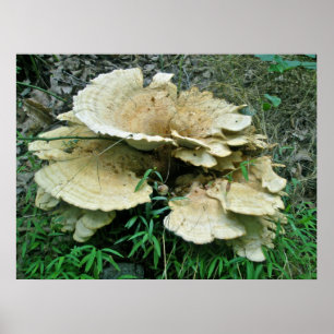 Pale Shelf Fungus Coordinating Items Poster