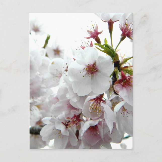 Pale Spring Postcard (Front)