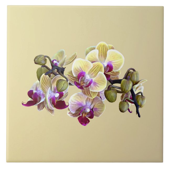 Pale Yellow and Magenta Phalaenopsis Orchids Ceramic Tile (Front)