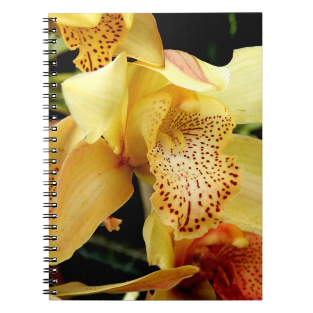 Pale Yellow Cymbidium Orchid Photo Notebook (Front)