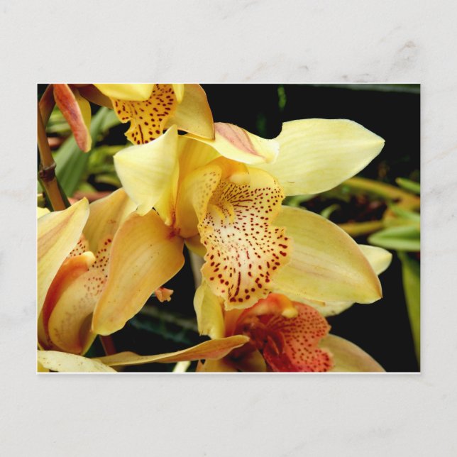 Pale Yellow Cymbidium Orchid postcard (Front)