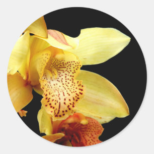 Pale Yellow Cymbidium Orchid Stickers