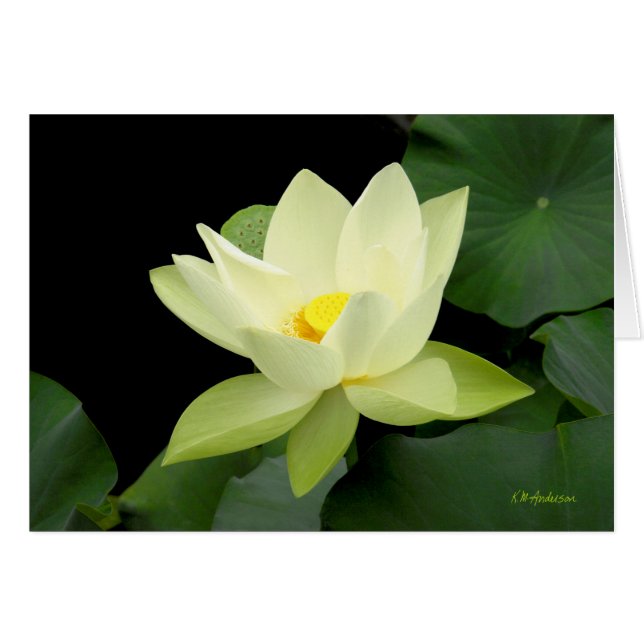 Pale yellow floating water lily leaves (Front Horizontal)