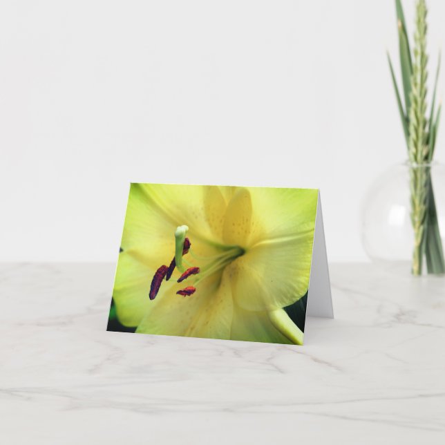 Pale Yellow Lily Flower Photography  Note Card (Front)