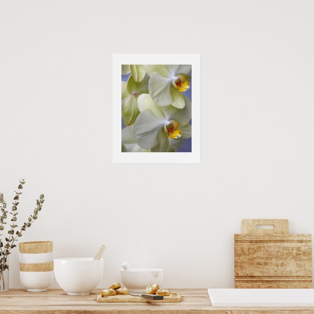 Pale Yellow Moth Orchids Floral Poster (Kitchen)