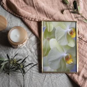 Pale Yellow Phalaenopsis Orchids Floral Photo Print
