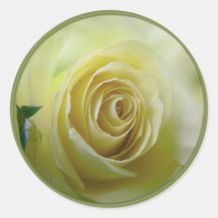 pale yellow rose classic round sticker