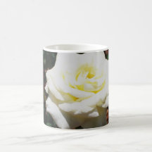 Pale Yellow Rose