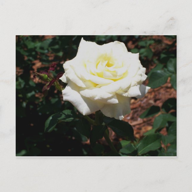 Pale Yellow Rose Postcard (Front)