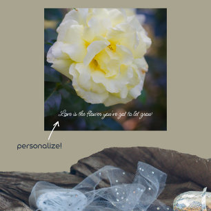 Pale yellow rose  poster