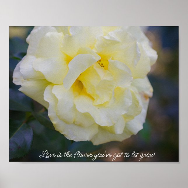 Pale yellow rose  poster (Front)