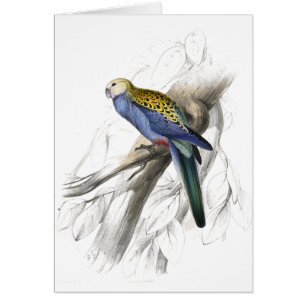 Paleheaded Parrakeet by Edward Lear