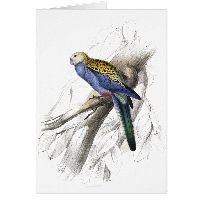 Paleheaded Parrakeet by Edward Lear (Front)
