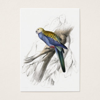 Paleheaded Parrakeet by Edward Lear