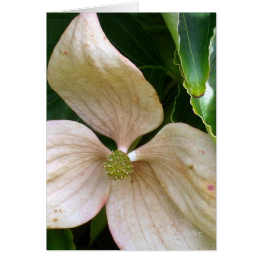 Palest Pink Dogwood Card