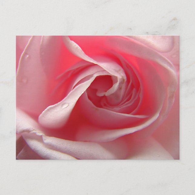 Palest Pink Postcard (Front)