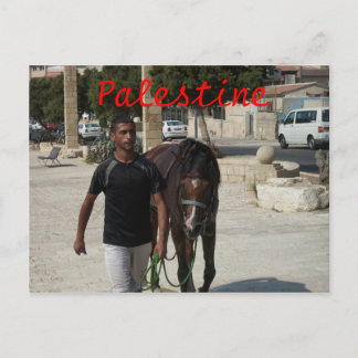 Palestinian Knight Postcard