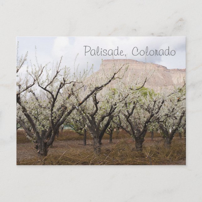 Palisade, Colorado Postcard (Front)