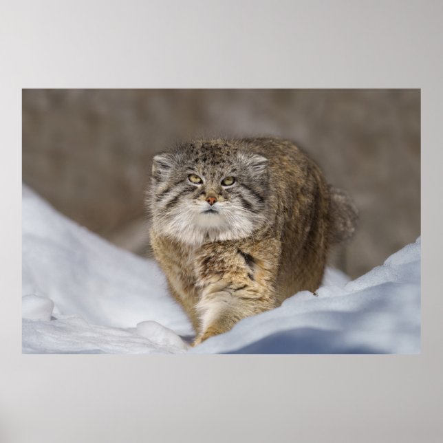 Pallas Cat in the snow Poster (Front)