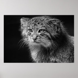 Pallas's cat portrait poster
