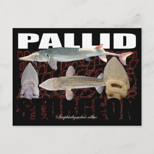 Pallid Sturgeon-Collage-Postcard Postcard