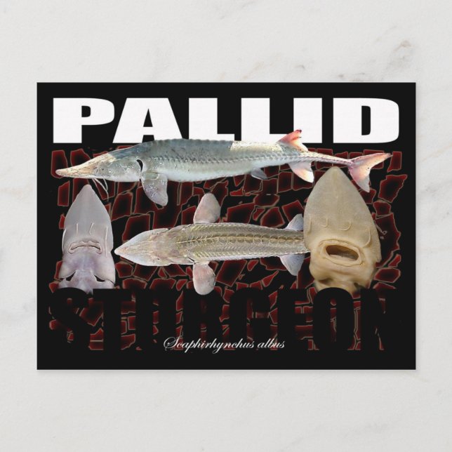 Pallid Sturgeon-Collage-Postcard Postcard (Front)