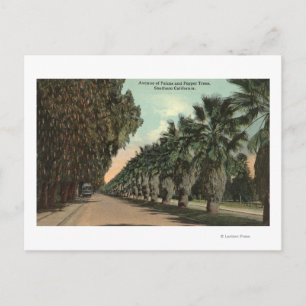 Palm and Pepper Trees Alongside Avenue Postcard