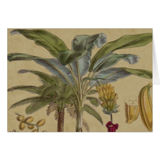 Palm Antique Tropical Fruit Botanical Art (Front Horizontal)