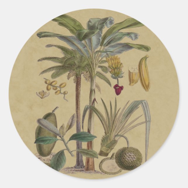 Palm Antique Tropical Fruit Botanical Art Classic Round Sticker (Front)